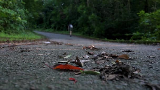 Daun Merah Musim Gugur Terlihat Tergeletak Tanah Beraspal Ketika Seorang — Stok Video