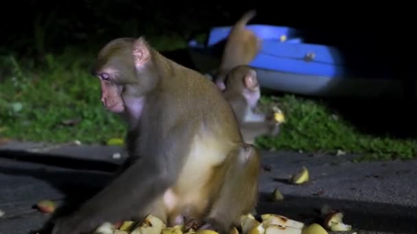 Kilka Małp Rhesus Formalnie Znanych Jako Rhesus Macaque Jest Karmionych — Wideo stockowe