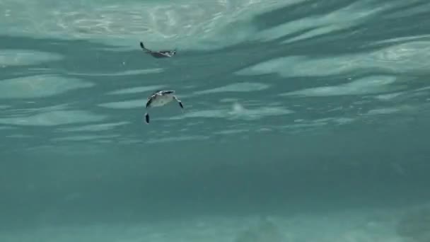 Malá Zelená Mořská Želva Potápí Pod Vodou Poté Nadechne Zavřít — Stock video