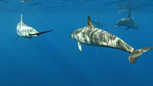 Golfinhos Bonitos Nadando Lentamente Belas Águas Azuis Brilhantes Calmas Oceano — Vídeo de Stock