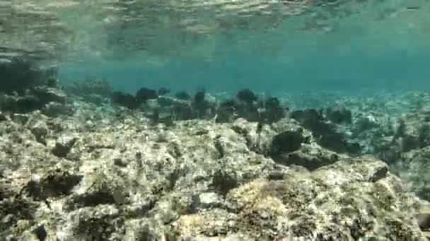鱼群在珊瑚礁附近的水下游泳 宽射门 — 图库视频影像