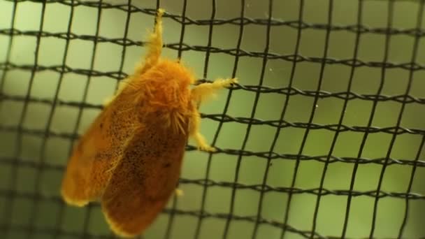 Pequeña Mariposa Amarilla Encaramada Red Negra — Vídeo de stock
