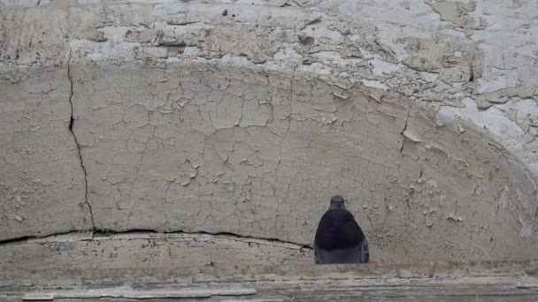 Pigeon Coos Sous Arche Avec Peinture Fissurée — Video