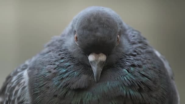 Close Lovely Pigeon Bird Looking Camera — Stock Video