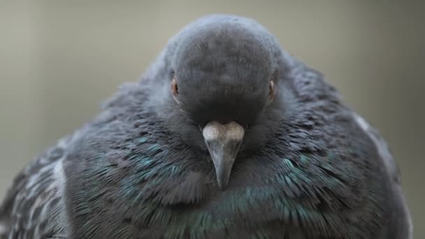 Vicino Piccione Adorabile Uccello Guardando Fotocamera — Video Stock