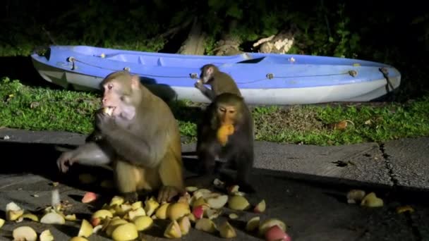 Rodzinę Małp Rhesus Oficjalnie Znaną Jako Rhesus Macaque Widziano Karmioną — Wideo stockowe