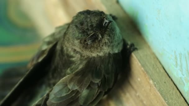 Indonesische Vogelhabitat Sriti Vogel Een Cognate Van Zwaluw Een Zwaluw — Stockvideo