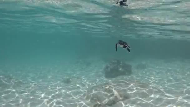 Adorável Pequena Tartaruga Bebê Nadando Longe Câmera Mar Calmo — Vídeo de Stock