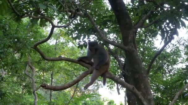 一只野生恒河猴 原名恒河猴 栖息于香港城门公园的树枝上 — 图库视频影像
