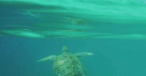 Θαλάσσια Χελώνα Κολύμπι Υποβρύχια Και Την Παραβίαση Της Επιφάνειας Του — Αρχείο Βίντεο