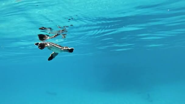 Liten Bebis Hav Sköldpadda Simning Blå Havet Undervattens Skott — Stockvideo