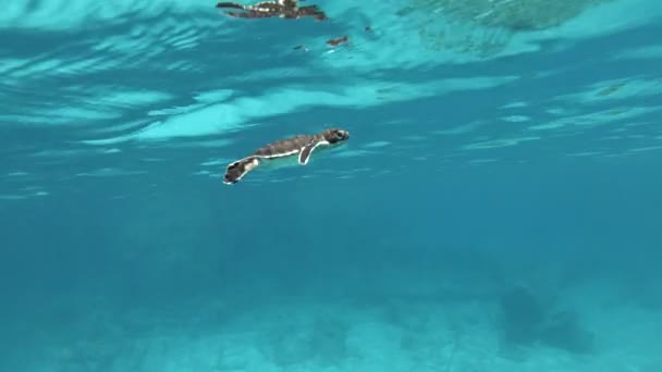 Bebé Tortuga Marina Empezando Aprender Nadar Bajo Agua Primer Plano — Vídeo de stock