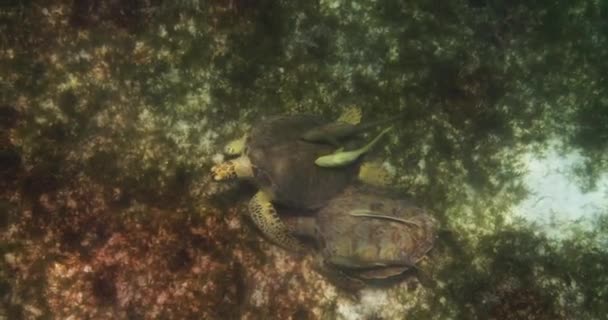Two Sea Turtles Ocean Floor Caribbean Sea Underwater Shot — Stok Video