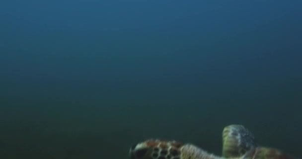 Green Sea Turtle Close Green Sea Turtle Swimming Gracably Caribbean — 비디오