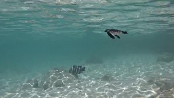 美丽的绿海龟宝宝在清澈的水面和阳光下游泳 — 图库视频影像