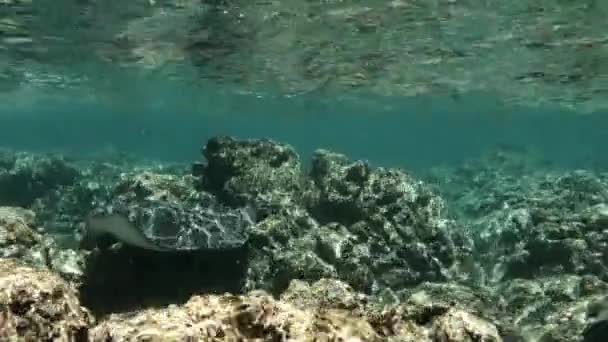 School Reef Fish Swims Underwater Just Coral Reef Inglês Tiro — Vídeo de Stock