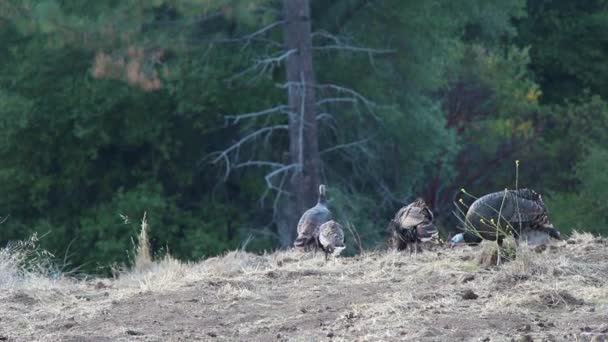 Small Flock Young Female Turkeys Grazing Enjoying Fall Season Slowly — Stock Video