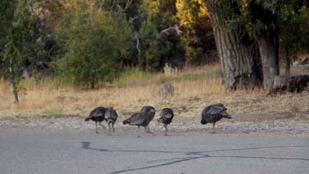 Liten Flock Unga Honkalkoner Betar Omkring Och Njuter Höstsäsongen När — Stockvideo