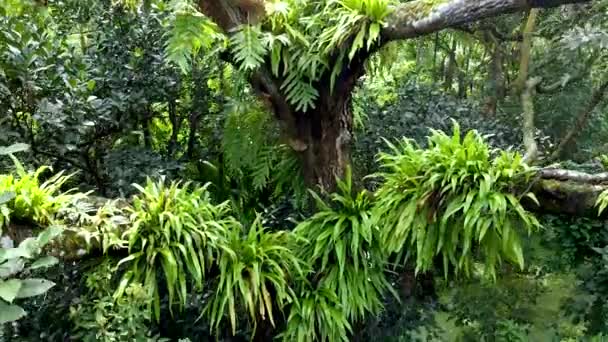 Områdesutsikt Över Parasitiska Växter Har Skapats Beroende Stora Träd — Stockvideo