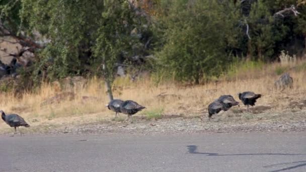 Petit Troupeau Jeunes Dindes Femelles Broutant Profitant Saison Automne Alors — Video