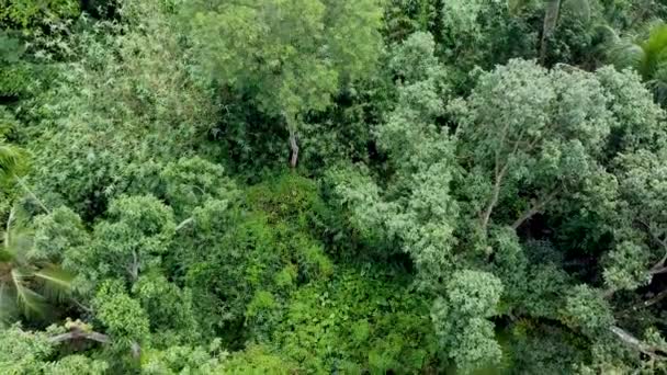 Vista Aérea Floresta Verde Profunda Selva Estação Chuvosa — Vídeo de Stock