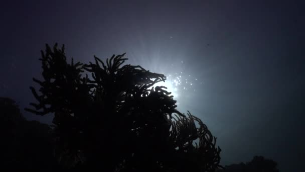 Silueta Coral Suave Atardecer Con Poca Luz Proveniente Superficie Del — Vídeos de Stock