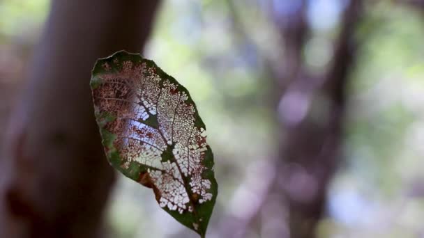 Aquí Hay Una Hoja Muy Devorada Insectos Naturaleza Los Gloriosos — Vídeos de Stock