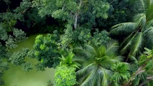 Luftaufnahme Von Tiefgrünem Wald Oder Dschungel Zur Regenzeit — Stockvideo