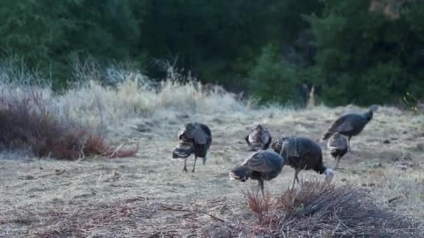 Petit Troupeau Jeunes Dindes Femelles Broutant Profitant Saison Automne Alors — Video