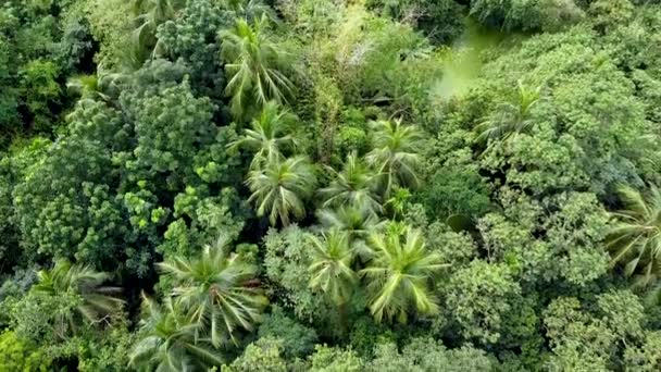 Luftaufnahme Von Tiefgrünem Wald Oder Dschungel Zur Regenzeit — Stockvideo