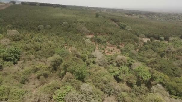 Πετώντας Πάνω Από Δασικό Δάσος Στην Πλαγιά Kilimanjaro Της Αφρικανικής — Αρχείο Βίντεο