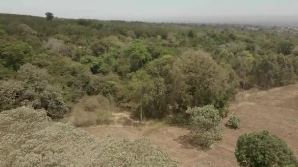 森の上を飛ぶアフリカの原生林のキリマンジャロ斜面木の上から昇る空中風景 — ストック動画