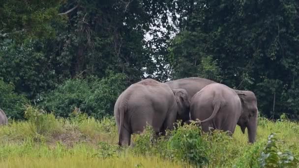 Elefante Indio Elephas Maximus Indicus Tailandia Familia Mirando Derecha Protegiendo — Vídeo de stock