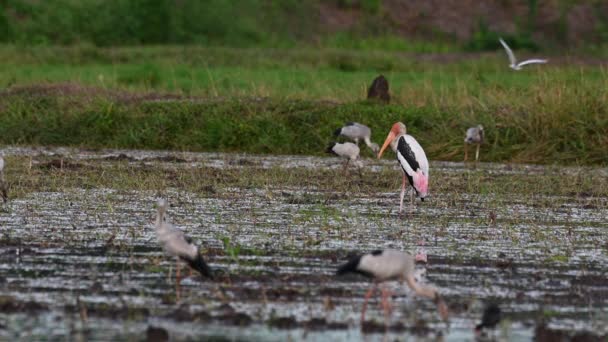 Seen Middle Muddy Paddy Facing Left Two Storks Background Foraging — Stock Video