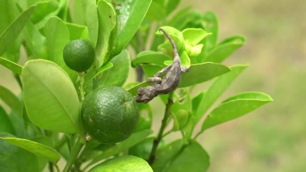 Jour Venteux Bébé Jackson Caméléon Lécher Une Lime — Video