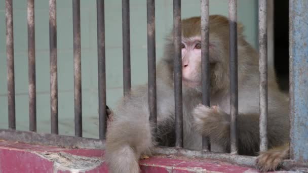 Rhesus Macaque Spogląda Dół Metalowymi Kratami Obudowy Zwolniony Ruch — Wideo stockowe