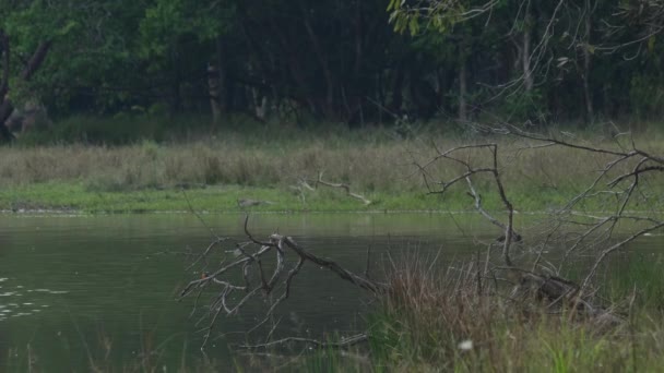 Posadil Levé Straně Větve Padlého Stromu Pomerančová Prsa Odhalena Během — Stock video