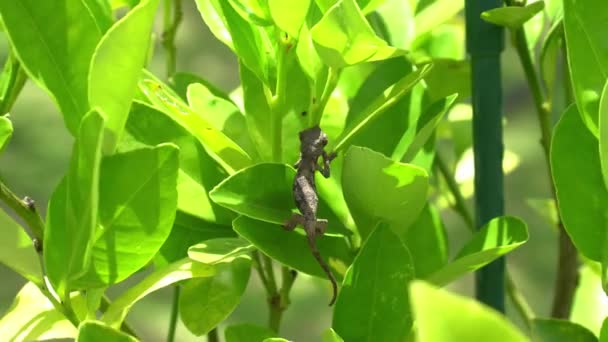 Baby Jackson Chameleon Navigating Plant Windy Day — Stock Video