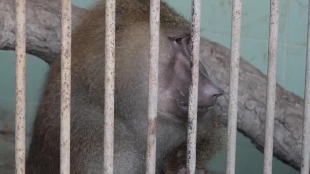 Rhesus Macaque Buscando Aburrido Detrás Las Barras Metal Recinto Primer — Vídeo de stock