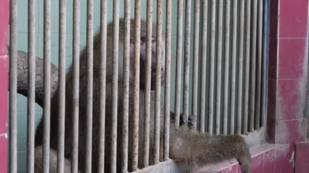 Rhesus Macaque Looking Downcast Metal Bars Enclosure Side View — Stock Video