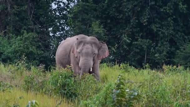 Individuo Mirando Hacia Cámara Con Colmillo Derecho Roto Borde Bosque — Vídeos de Stock