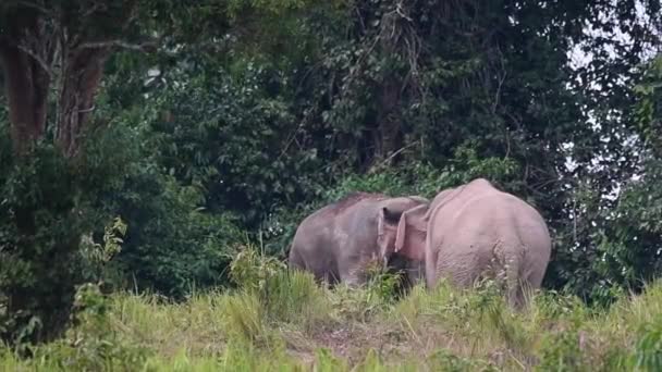 Widziani Twarzą Twarz Pokazujący Swoją Sprawność Fizyczną Słoń Indyjski Elephas — Wideo stockowe