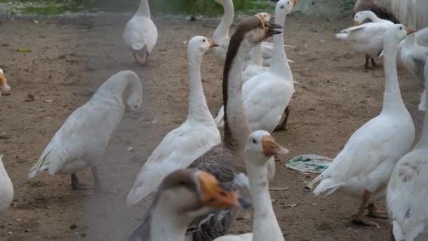 Blick Auf Weiße Hausgänse Gehege Eines Bauernhofs Zeitlupe — Stockvideo