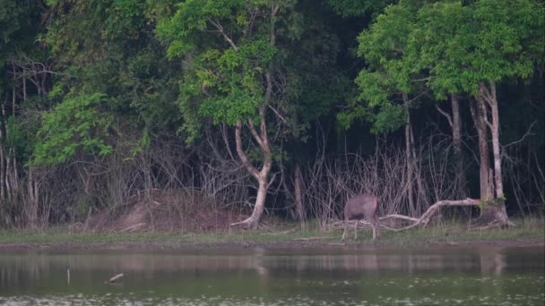 Ciervo Mirando Izquierda Borde Del Lago Agacha Rasca Cabeza Desde — Vídeo de stock