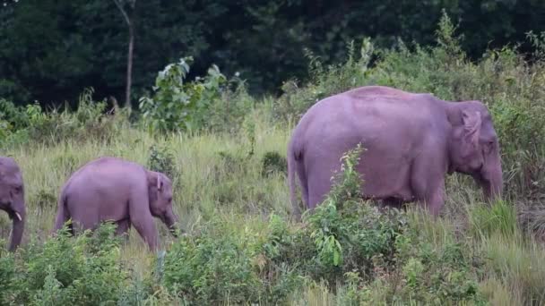 一头面向右边的大成年象 后面跟着一只年轻的象和两只其他的象 印度象 — 图库视频影像