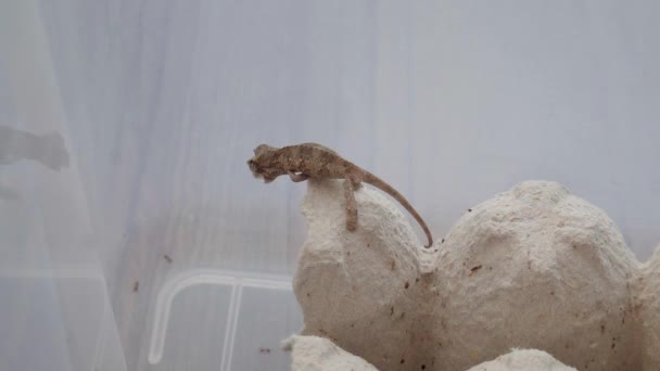 Baby Jackson Chameleon Eating Crickets — Stock Video