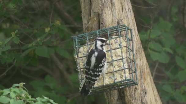 Pica Pau Peludo Selvagem Alimentando Alimentador Pássaros Suet — Vídeo de Stock