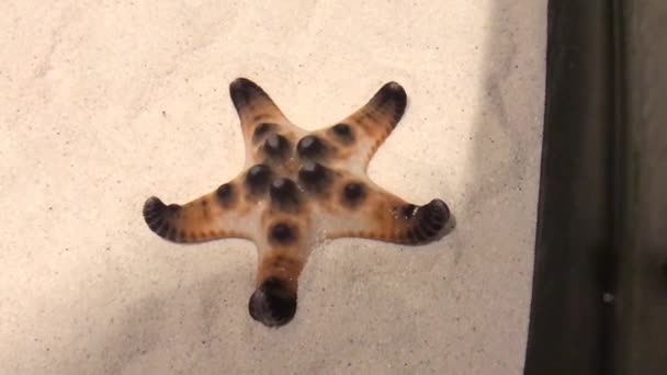 Akvaryum Suyunda Dinlenen Denizyıldızı Gölette Yıldız Balığı Yıldız Kumda Balık — Stok video