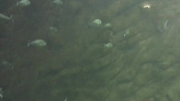 Grandes Carpes Poissons Eau Douce Nagent Avec Autres Poissons Dans — Video