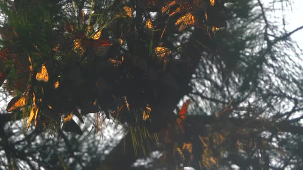 Monarch Butterflies Trying Stay Warm Storm — Stock Video